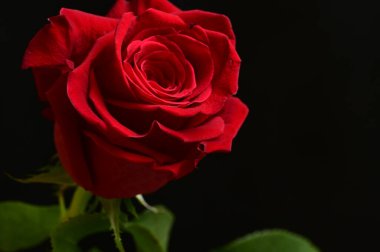 kırmızı gül siyah arkaplanda izole edildi