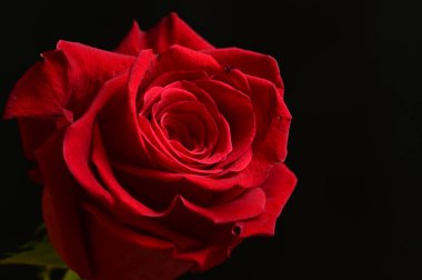 kırmızı gül siyah arkaplanda izole edildi