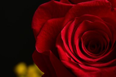 beautiful floral composition with mimosas and red rose