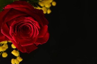 beautiful floral composition with mimosas and red rose