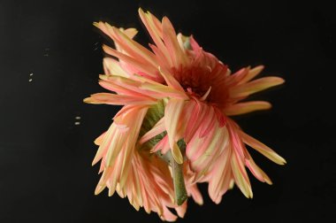close up of beautiful gerbera flower with mirror reflection 