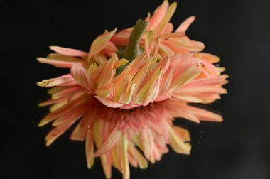 close up of beautiful gerbera flower with mirror reflection 
