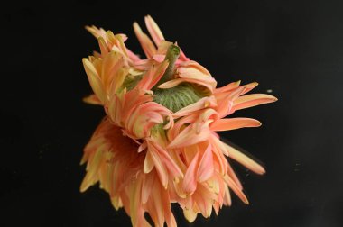 close up of beautiful gerbera flower with mirror reflection 
