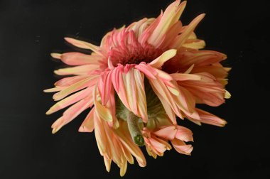 close up of beautiful gerbera flower with mirror reflection 