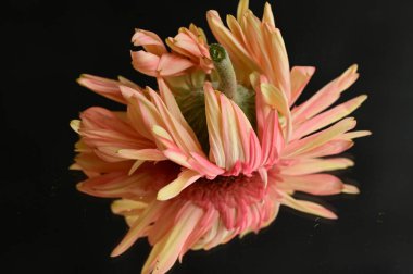 close up of beautiful gerbera flower with mirror reflection 