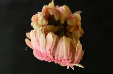 close up of beautiful gerbera flower with mirror reflection 