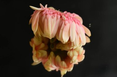 close up of beautiful gerbera flower and reflection 