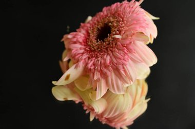 close up of beautiful gerbera flower and reflection 