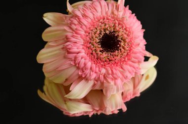 close up of beautiful gerbera flower and reflection 