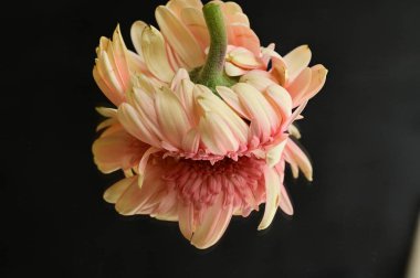 close up of beautiful gerbera flower and reflection 
