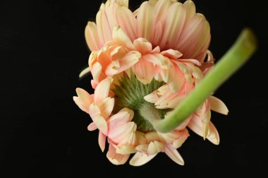 close up of beautiful gerbera flower and reflection 