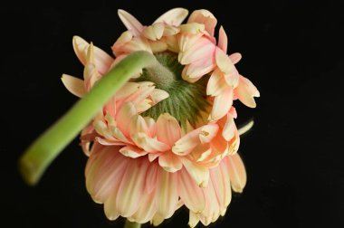 close up of beautiful gerbera flower and reflection 
