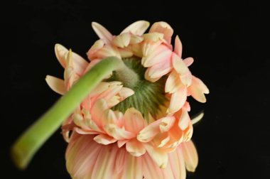 close up of beautiful gerbera flower and reflection 