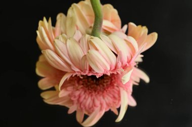 close up of beautiful gerbera flower and reflection 