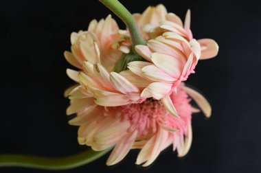 close up of beautiful gerbera flower and reflection 