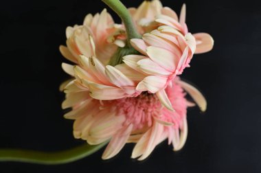 close up of beautiful gerbera flower and reflection 