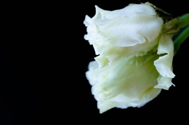 beautiful floral composition with white flowers