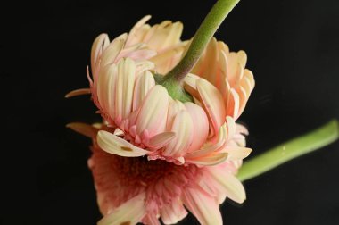 close up of beautiful gerbera flower and reflection 