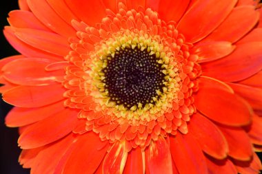 güzel gerbera çiçek yakın çekim