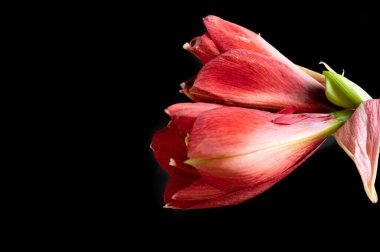   amaryllis   flowers on isolated background 