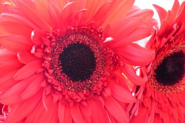 Güzel Gerbera çiçekleri, Flora