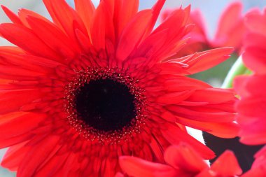 beautiful gerbera flowers, floral background, summer wallpaper, close view