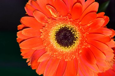 güzel gerbera çiçek yakın çekim