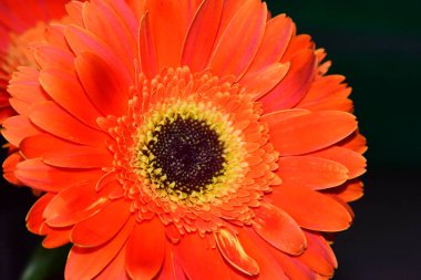 güzel gerbera çiçek yakın çekim