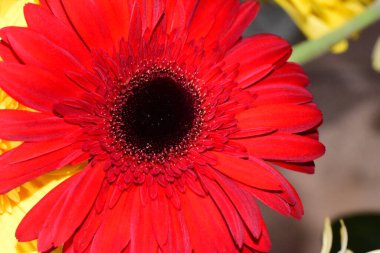 güzel gerbera çiçek yakın çekim