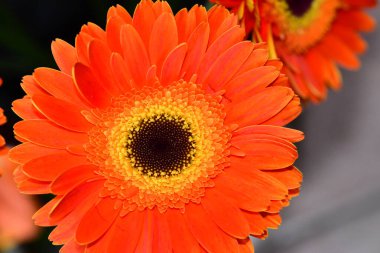 Güzel Gerbera çiçekleri, Flora