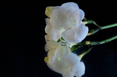 beautiful floral composition  with  freesias on black background