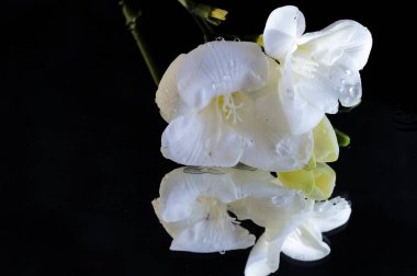 beautiful floral composition with  freesias