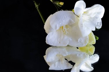 beautiful floral composition with freesias  on black background