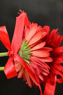 close up of beautiful gerbera flowers, gift