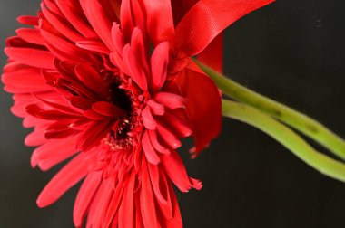 happy Women's Day, beautiful  gerbera flowers 