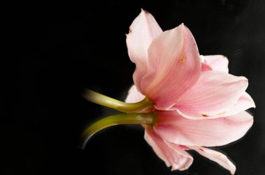 close up of beautiful composition  with  orchid flowers