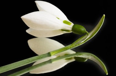 beautiful  spring   snowdrops on black background