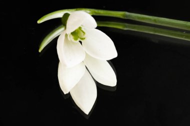 beautiful  spring   snowdrops on black background