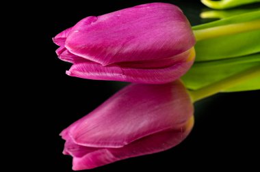 Siyah arka planda güzel laleler