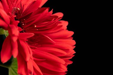 Siyah arka planda güzel Gerbera çiçeği 