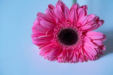 güzel pembe gerbera çiçek, close up