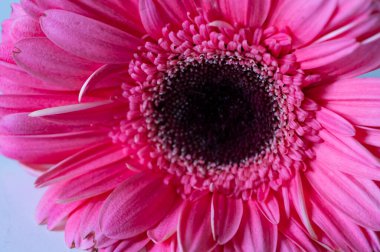 güzel pembe gerbera çiçek, close up