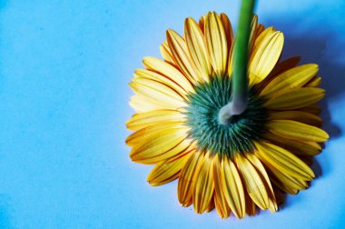 Güzel Gerbera çiçeği mavi arka planda 