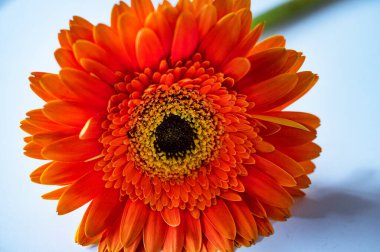 güzel gerbera çiçek yakın çekim