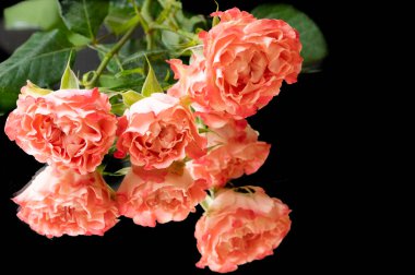  floral composition with roses on black background 