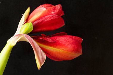 beautiful red  amaryllis flowers, close up