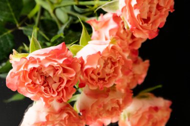 beautiful composition with  pink roses, holiday bouquet