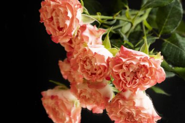 beautiful composition with  pink roses, holiday bouquet