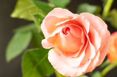 Güzel pembe gül çiçeğine yaklaş