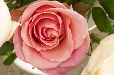 Bahçede güzel gül çiçeği yakın 